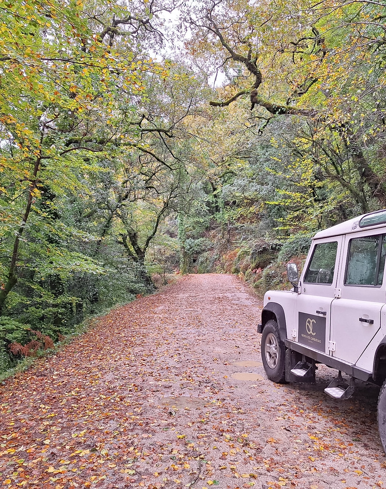 A forest road covered in fallen leaves with a parked vehicle, surrounded by dense trees