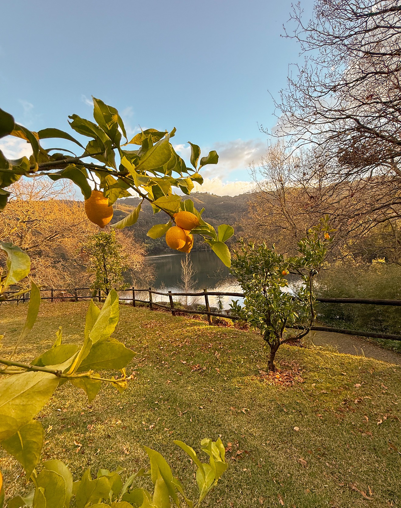 Citrus tree with ripe fruit in a garden overlooking the mountains and water at Runas Carqueijais in Gerês